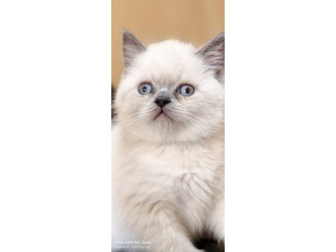 Blue point british shorthair