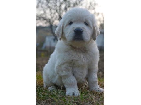 Golden retriever yavrular için ulaşabilirsiniz