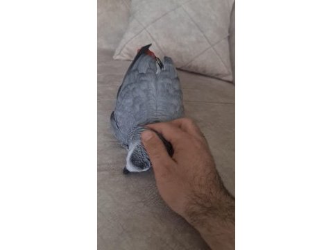 4 yaşında jako papağanı full evcildir