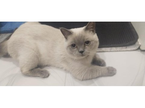 1 dişi ve 1 erkek british shorthair