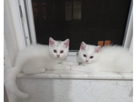 3 aylık scottish yavrularımız yeni yuvasına gitmeye hazir
