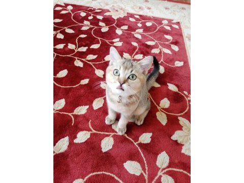 Kedi ilanı british longhair