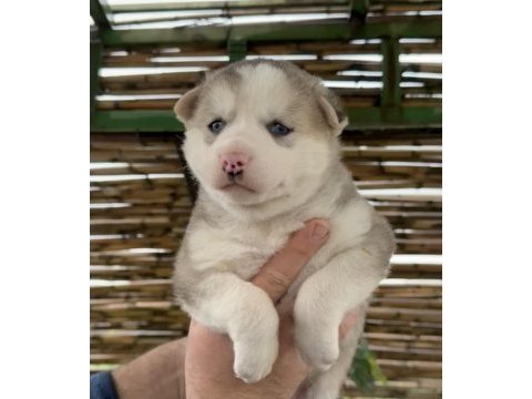 Husky bebekler