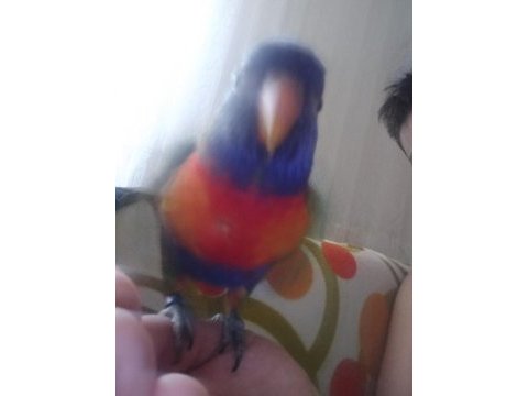 Lori papağanı 3 aylık