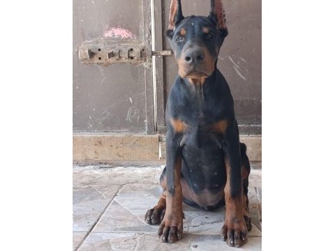 Şampiyon kan hattından a şecere doberman yavrular