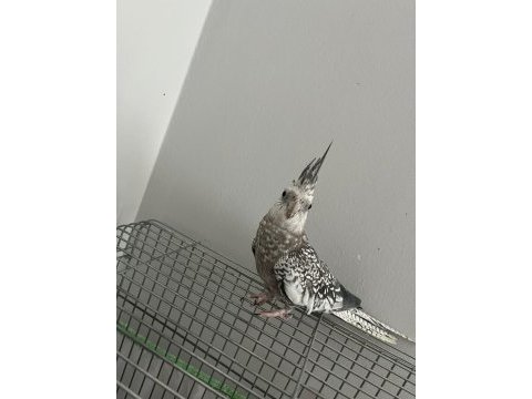 Ele kola alışık damarlı sultan papağanlar