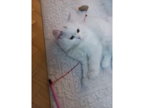 British longhair pamuk uysal kedicik