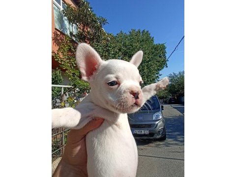 Anne altından eşsiz sağlıklı french bulldoglar