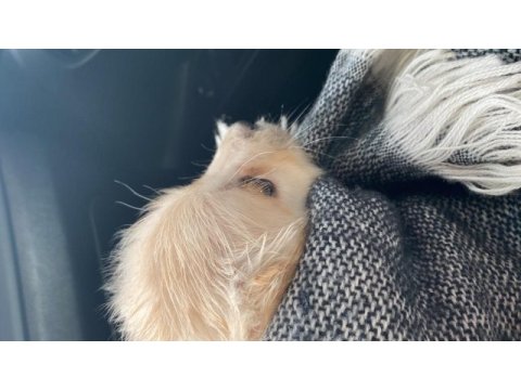 3 aylık dişi golden retriever