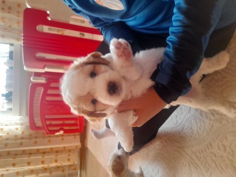 Terrier maltese yavrular