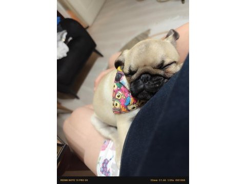 3 aylık yavru pug