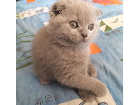 Scottish fold 60 günlük