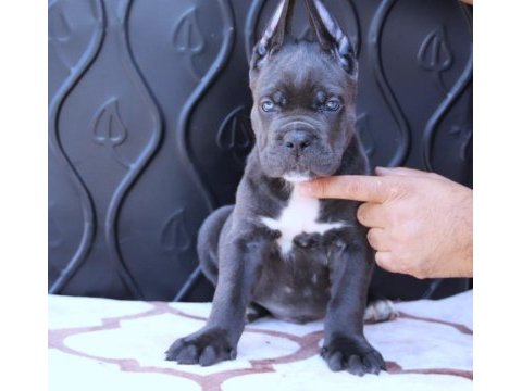 Fcı-kıf secereli safkan cane corso köpekler