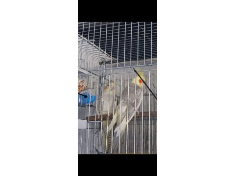 Amazon sultan konur ve cennet papağanı