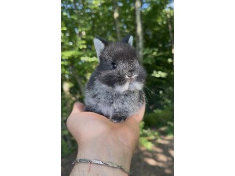 A kalite neherland dwarf tavşan yavrular