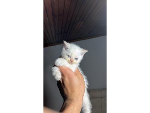 Kaçmaz scottish fold güzellikler