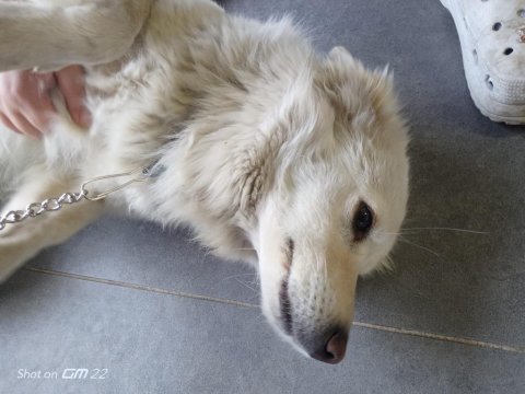 Fino erkek kısır köpeğimiz