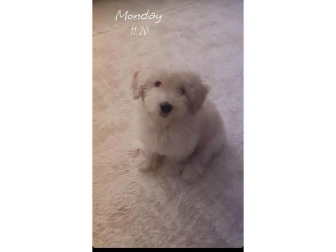 Yeni bir aile maltipoo