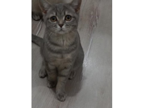 Tertemiz ev kedisi
