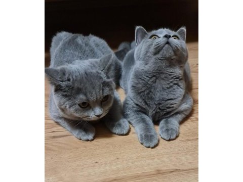 5 aylık dişi ve erkek safkan british shorthair yavrular