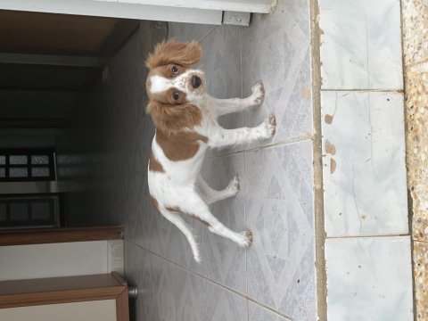 3 aylık cavalier king charles uyguna verilecek