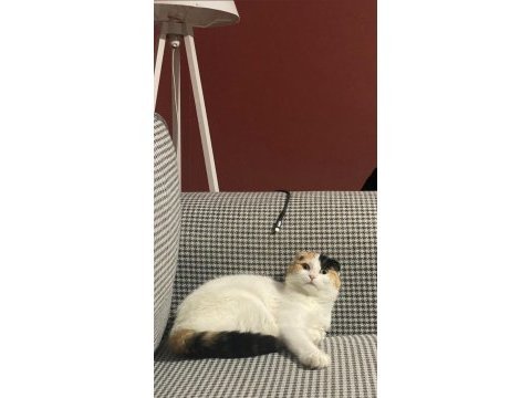 Scottish kedi