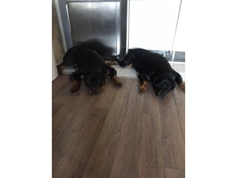 Ücretsiz olarak köpeğime güzel bakabilecek yuva arıyorum