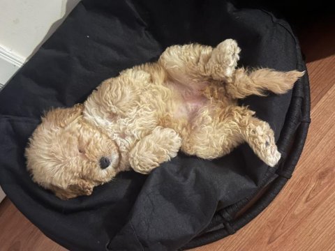 Dişi yavru toy poodle