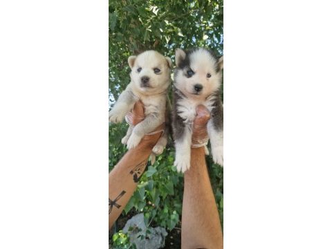 Renk renk husky yavrularımız