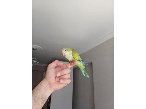 Full evcil monk papağanı bebek