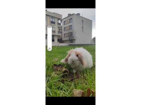 Lop tavşanlar