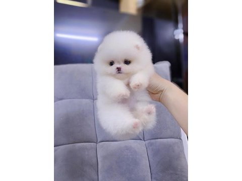 Mersinin en seçkin pomeranian yavruları