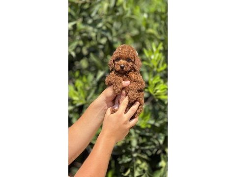 Mersin toy poodle yavrularımız