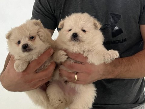 Pomeranian yavrularımız oyuncak değil gerçek