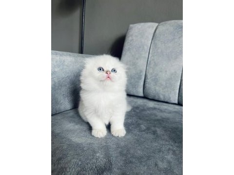 2 aylık dişi uzun tüylü scottish fold