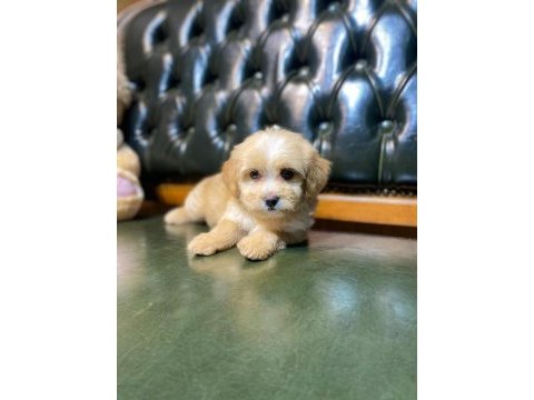 Safkan orjinal a class maltipoo
