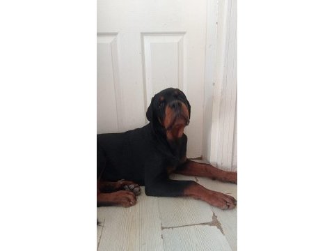 A şecere türkiye grand şampiyonu rottweiler