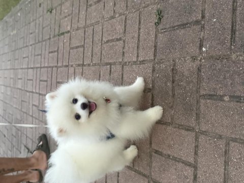 Beyaz pomeranian dört aylık