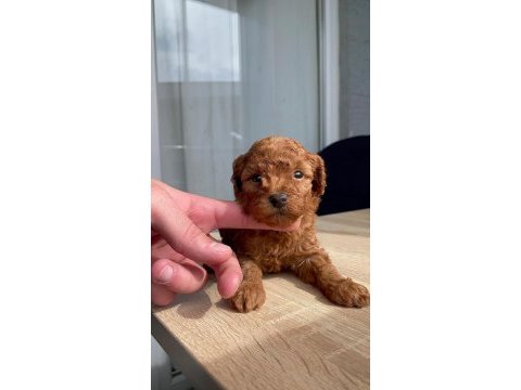 Orji̇nal red brown  kore poodle  yavrular