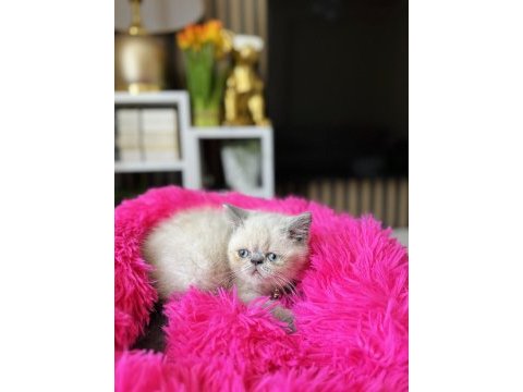 Exotic shorthair bluepoint