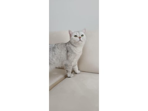 Trabzonda 50 günlük çok güzel british shorthair