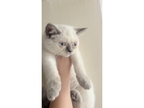 3 aylık british shorthair