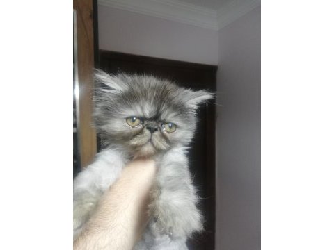 Yakışıklı bir yavru exotic shorthair
