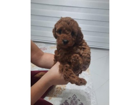 Anne altından poodle