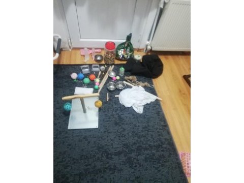 Full evcil yaşını doldurmamış alexander