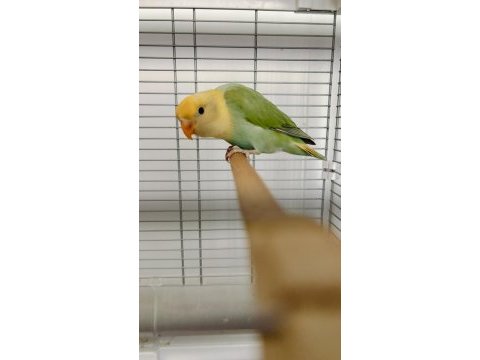 Üst mutasyon insana alışkın sevda papağanı yavruları