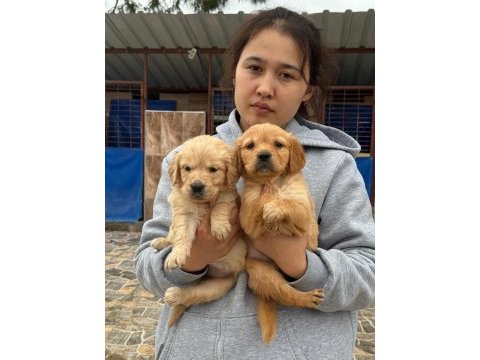 Golden retriever yavrular