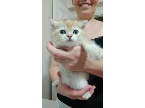 Safkan british shorthair