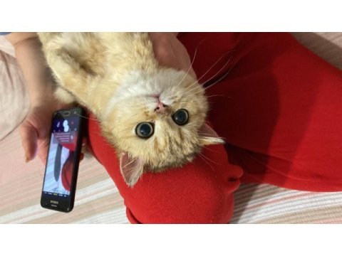 British shorthair beş aylık dişi