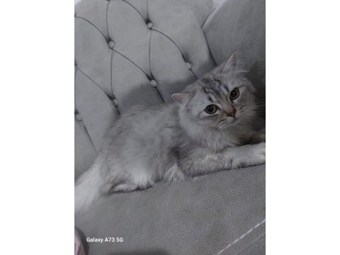 British longhair dişi diye aldık erkek çıktı